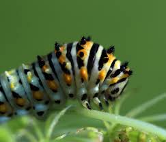 The plant has few pests, save for several types of caterpillar. Papilio Polyxenes Black Swallowtail Caterpillar By Christine Young Jungledragon