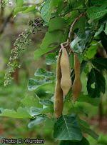 Image result for Millettia stuhlmannii