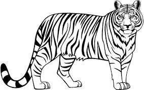 Vector image of female lion design. Tiger Clip Arts Images Free Download Black And White Background Clipartix