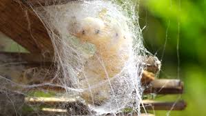 Silkworm Cocoon That Have Pupae Stock Footage Video 100 Royalty Free 1017983362 Shutterstock