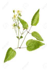 Maybe you would like to learn more about one of these? Wild Clematis Vitalba Flowers And Foliage Isolated Against White Stock Photo Picture And Royalty Free Image Image 21925047