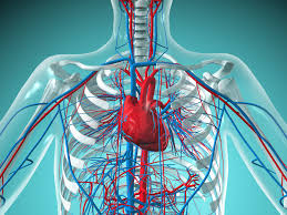 An Overview Of The Cardiovascular System Components