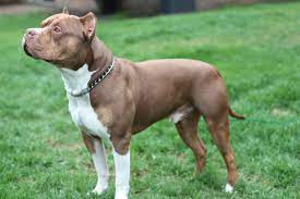 All colors and patterns are acceptable. This Handsome Boy Is Michigan S First Ukc American Bully Breed Champion The Scene