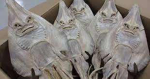 Seram kutukan anak durhaka tahun 2000 an dikutuk jadi ikan pari. Oka A Twitter Lagi Puasa Jam Segini Ngeliat Ikan Pari Kayak Ngeliat Anak Durhaka