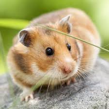 hamster hamster hamster hamstagram hamsterlove hamsters hamsterlife hamstersoninstagram hamsterlovers hamsterlover hamsterworld planetean rongeur