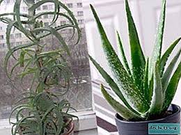 リュウゼツランとアロエ 違いは何ですか 同じかどうか これらの植物は写真でどのように見えますか どのように異なって見えるのですか ホーム植物