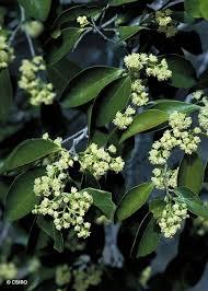 Image result for Scolopia