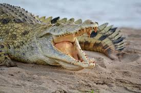Check spelling or type a new query. 7 Arti Mimpi Dikejar Buaya Dalam Primbon Jawa Bisa Jadi Keberuntungan Ringtimes Bali