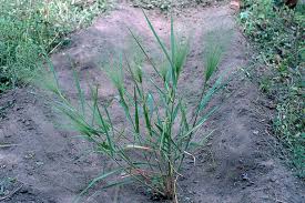 Image result for Eragrostis aspera
