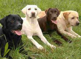 Black And White Lab Labrador Family Says Hello Black White Chocolate And Golden Labrador Labrador Dog Labrador Retriever