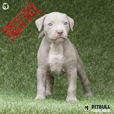 Shopping & retail in denver, ross county, ohio. Pitbull Puppies For Sale American Pitbull Terrier Breeding Centre Pitbull Forest House