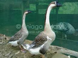 Tertarik untuk memulai berbisnis itik petelur, berikut ini 5 tips yang dapat kamu terapkan dalam beternak Senarai Spesis Haiwan Pemangsa Uniaga Aviary