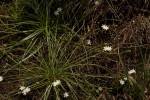 Image result for Trachyandra saltii