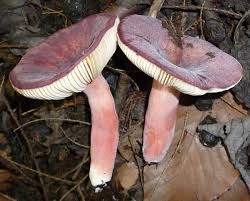Earth Com Russula amoena es un hongo del orden russulales también conocido como russula duportii, gibelubel información adicional: earth com