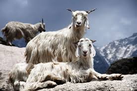 Cashmere and camel hair manufacturers institute. Kaschmirwolle Cashmere Eigenschaften Verarbeitung Preis