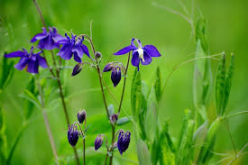 Find the perfect iris flower dark purple stock photo. Akelei Plants Flowers Purple Flower Violet Garden Plant Blue Dark Purple Color Pxfuel