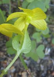 Image result for Sebaea sedoides