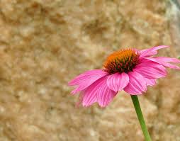 Its medium texture blends into the garden, but can always. Echinacea Fine Flower Coneflower Translucent Sonnenhut Ruby Star Pink Purple Flower Stone Background Flower Garden Pxfuel