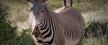 The mares will cross into the territories for breeding and have their. Grevy S Zebra African Wildlife Foundation