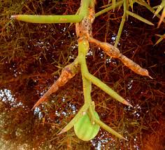 Image result for Balanites pedicellaris