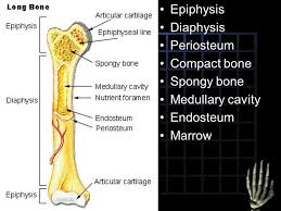 Anatomy of the long bone. Epiphysis Diaphysis Periosteum Compact Bone Spongy Bone Medullary Cavity Endosteum Marrow Ppt Video Online Download