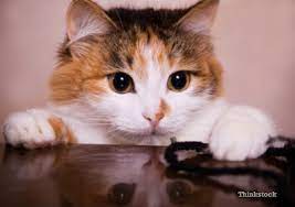 6 Reasons Why My Cat Might Drool