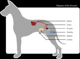 Papillary lesions are also present. Puppy Up Foundation Prostate Cancer In Dogs What You Need To Know