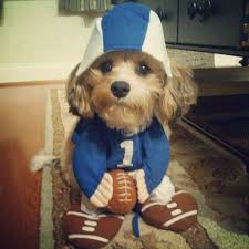 Football Costume Dog Halloween Pet Safety Pet Costumes Halloween Animals
