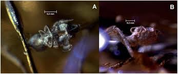 We tested a range of pest control companies to create the below list. Phoretic Springtail Collembola Sminthuridae On A False Blister Beetle Coleoptera Oedemeridae In Eocene Baltic Amber