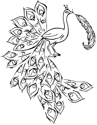 Peacock coloring pages animal mandala peacock paper size: Free Printable Peacock Coloring Pages For Kids
