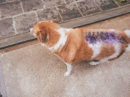 For a happy and healthy pet out here, visit a petvet clinic at tractor supply! Visiting The Dog Care Clinic In Unawatuna Our Experience