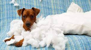 Good beds for dogs that chew. Best Indestructible Dog Beds 2019 Reviewed Ultimate Buyers Guide