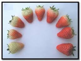 Fruit Physiology And Postharvest Management Of Strawberry