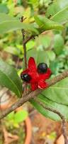 Image result for Ochna kirkii