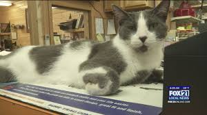 It's not the size of your home, it's the size of your heart, and at paws humane soceity you can find a furry soulmate for only $14! Humane Society Archives Fox21online