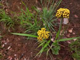 Image result for Helichrysum mechowianum