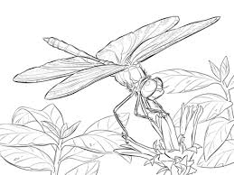 Yellow Winged Darter Dragonfly Coloring Pages Png 480 360 Dragonfly Drawing Insect Coloring Pages Dragonfly Artwork