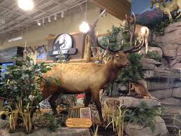 It is commonly called elk in america although. Cabelas Roosevelt Elk World S Record For Antler Size Picture Of The Shoppes At Gateway Springfield Tripadvisor