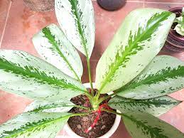 We did not find results for: Aglaonema Evergreen Silver Bay Plant Furniture Home Living Gardening Plants Seeds On Carousell