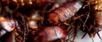 Getting rid of german cockroaches takes effort and determination. Cockroach Nz How To Get Rid Of Cockroaches Jae