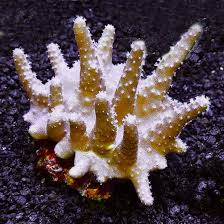 Devil's Hand Leather Coral: Saltwater Aquarium Corals for Marine Reef  Aquariums – LiveAquaria