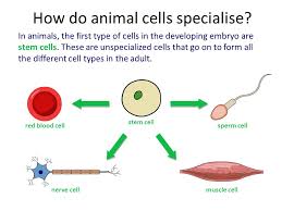 Check spelling or type a new query. 12 1 Cell Differentiation And Organisation Ppt Download