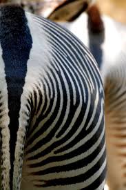 حمار وحشي Photo Zebra 30 Jpg Bestgraph