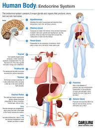 The thymus produces several hormones including. Teaching The Endocrine System