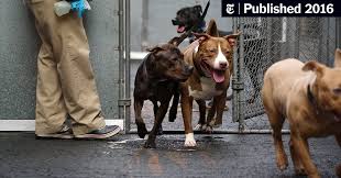 Buy it because you have done your homework on where it's coming from. Animal Deaths Down And Adoptions Up Amid Reforms At New York Shelters The New York Times