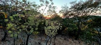 Image result for Steganotaenia