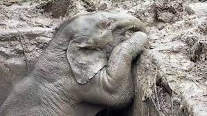 Dramatic rescue of baby elephant and mother caught on video at Thai  national park - ABC News