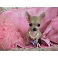 Chihuahua For Sale Teacup Chihuahua Puppies Cute Chihuahua Cute Baby Animals