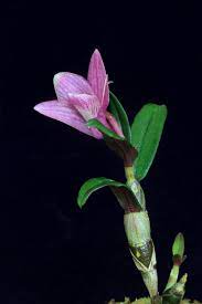 September 2014 Orchids Bloom Flowers