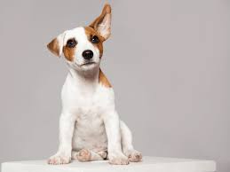 Growth spurts are a natural part of childhood. How Fast Do Puppies Grow Puppy Growth Stages Pawleaks